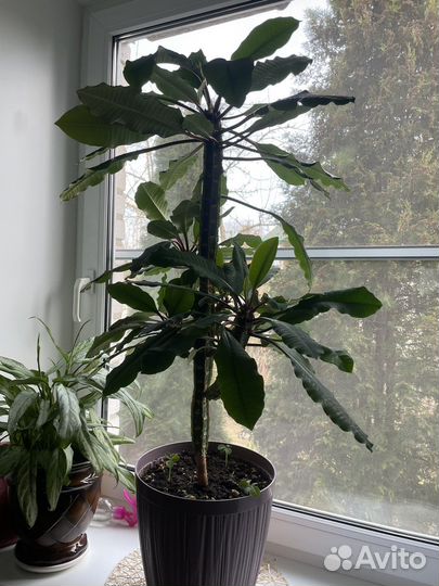 Комнатное растение молочай