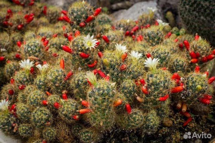Lobivia, Mammillaria, Echinopsis, Dolichothele