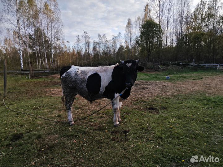 Бык 1.5 года 540кг