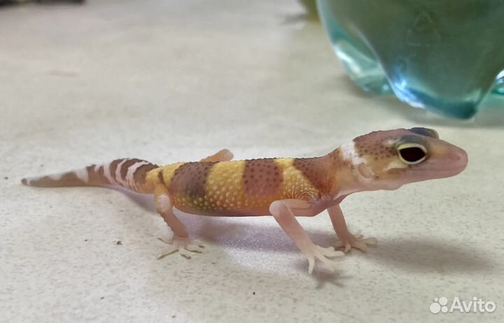 Геккон эублефар