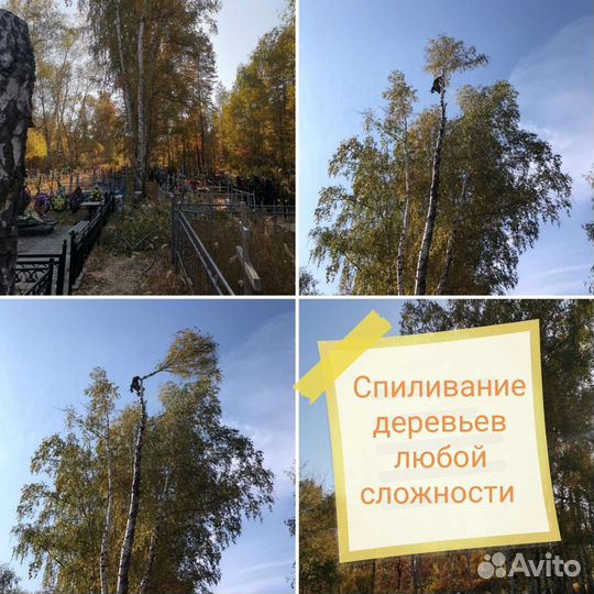 Спиливание деревьев любой сложности