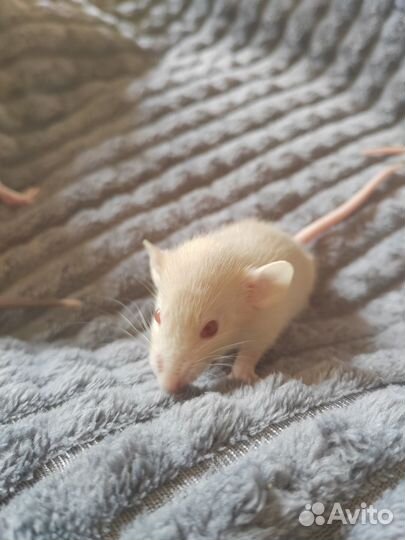 Крыса дамбо