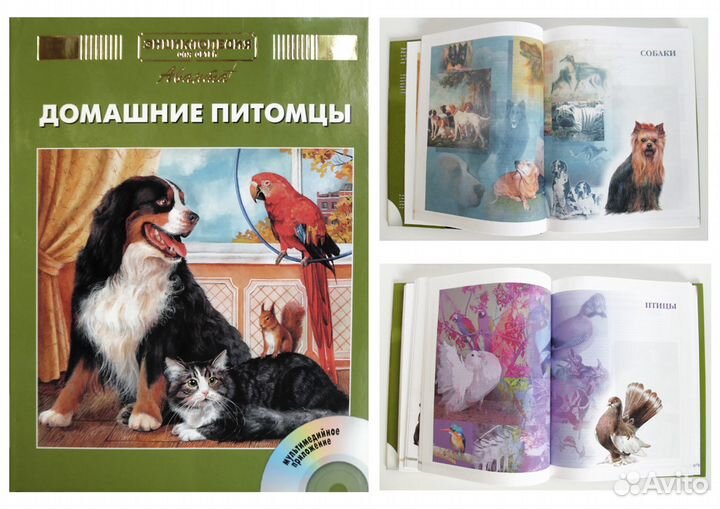 Животные. Птицы. Насекомые. Рыбы. Кошки. Африка