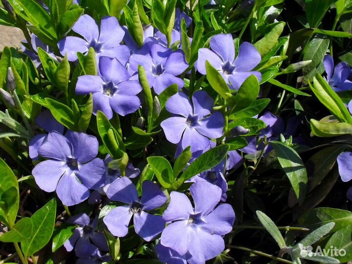 Вечнозелёный цветущий газон - Барвинок