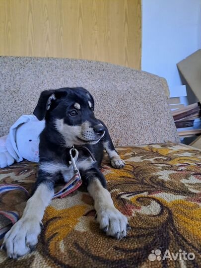 Мальчик в поиске дома