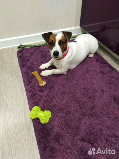 Случка Джек Рассел терьер