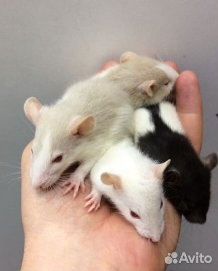 Крысята дамбо хаски, одноцветные и капюшоновые