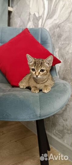 Котенок 2,5 мес, девочка