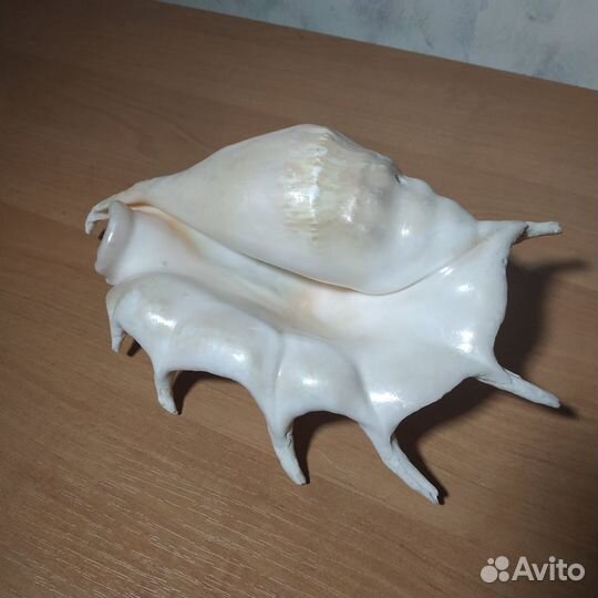 Большая морская раковина