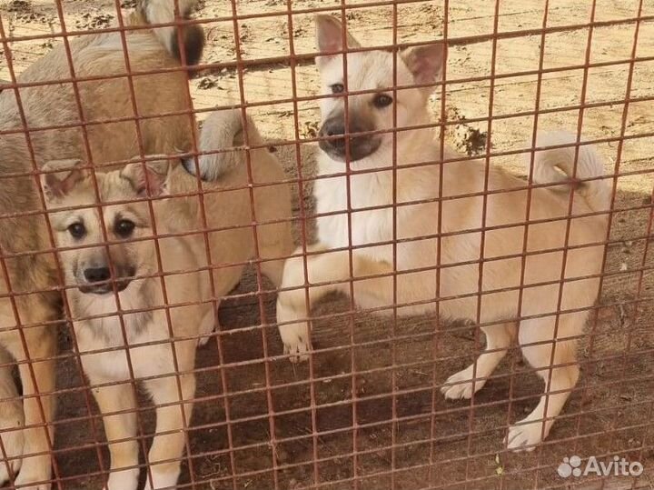 Щенки в добрые руки