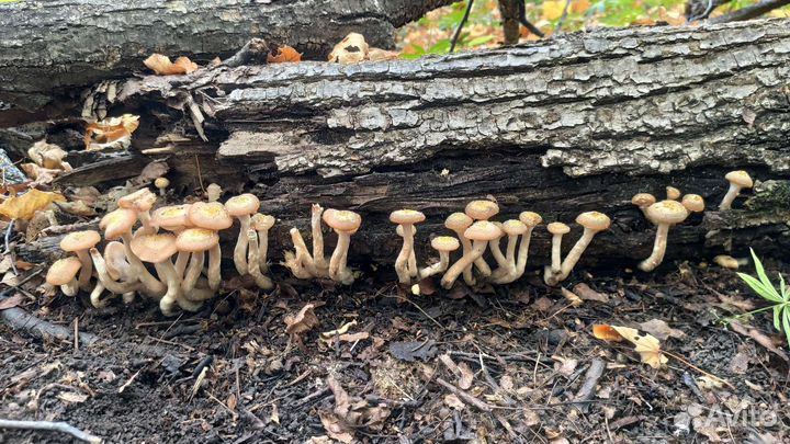 Грибы опята