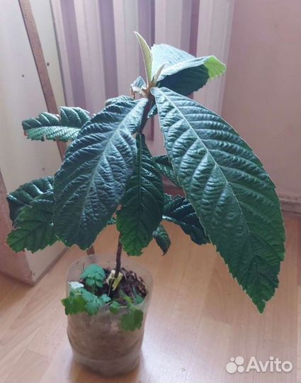 Мушмула японская Подснежники садовые лавр кардамон