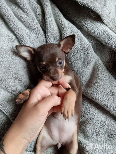 Той-терьер щенки