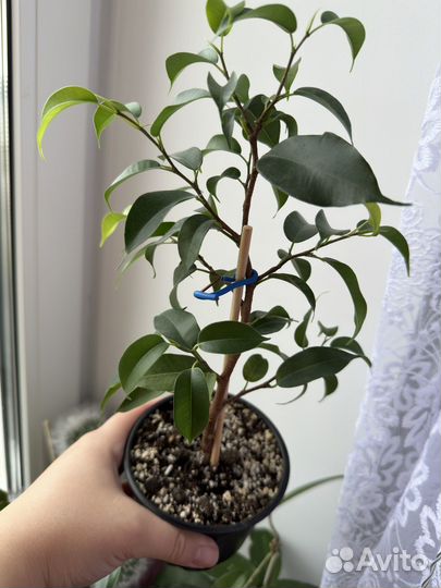 Фикусы Бенджамина