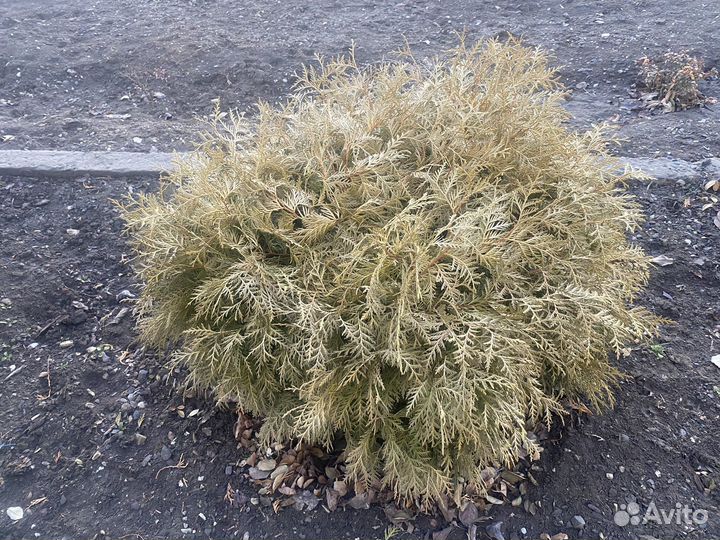 Продаем тую круглую вудвари 4 шт