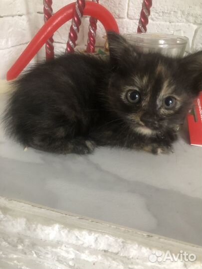 Котик ищет дом