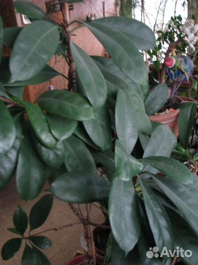 Цветы и растения для жизни и настроения