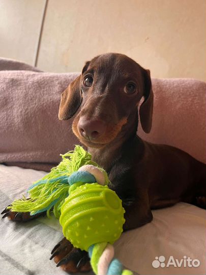 Кинолог, дрессировка собак