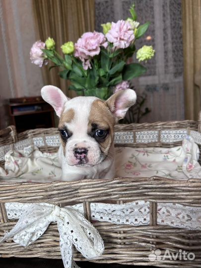 Французский бульдог щенки мини