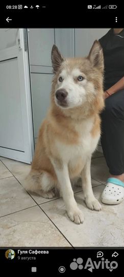 Сибирский хаски