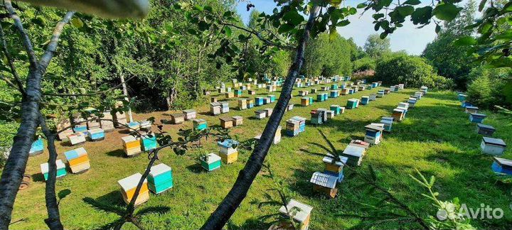 Мед липовый