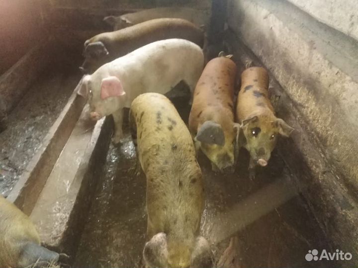 Поросята ландрас+дюрок