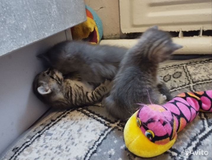Коты и кошка