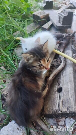 Котята в хорошие руки