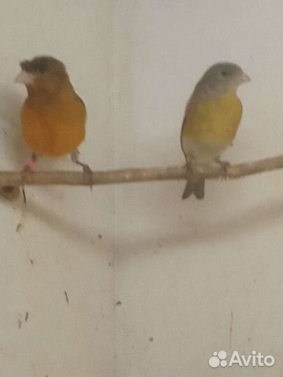 Гибриды огненного чижа и конорейки