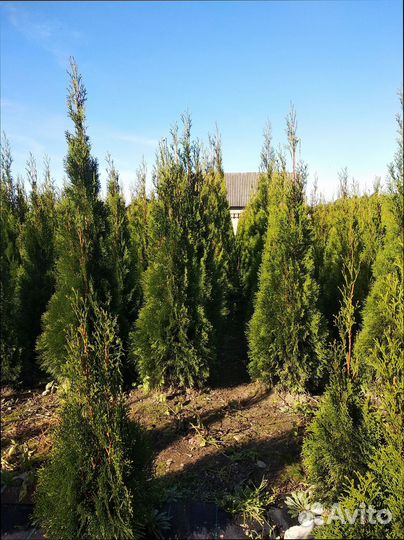 Туя Смарагд опт из питомника в Беларуси самовывоз