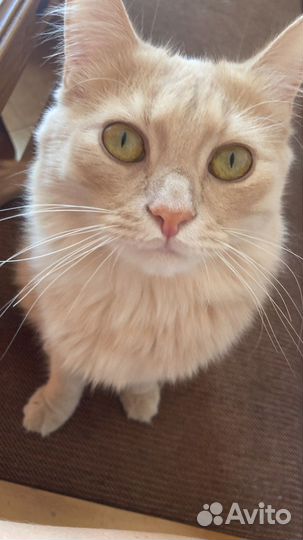 Котик в дар