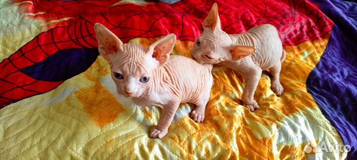 Канадский сфинкс котенок