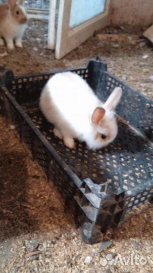 Продам кроликов декоративных