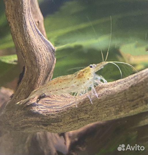 Аквариумные Креветки Амано