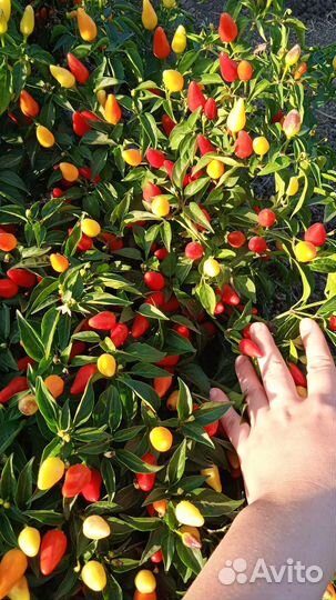 Перец хрумсвет