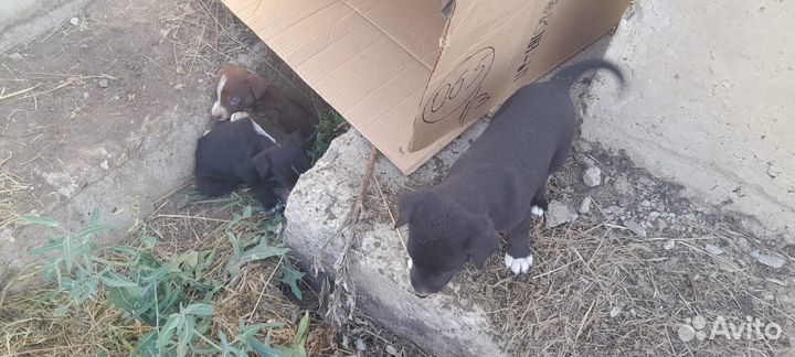 Маленькая собака бесплатно