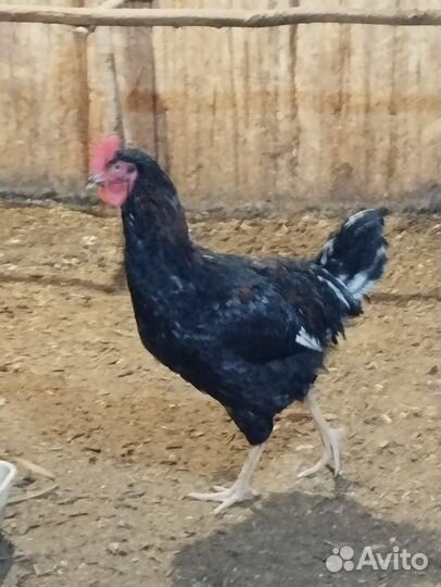 Продам петухов