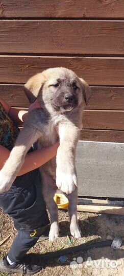 Щенки Метисы 1,5 месяца