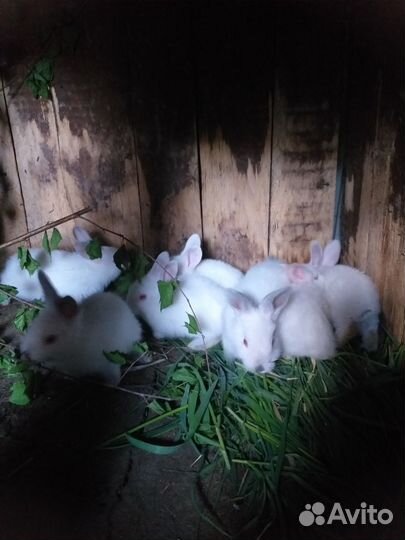Продажа крольчат