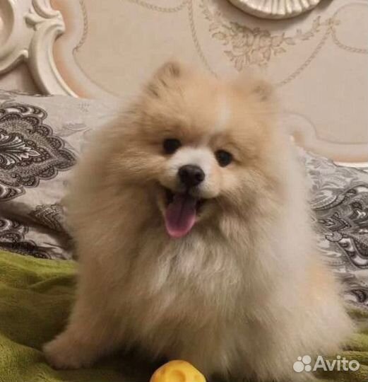 Щенки шпица