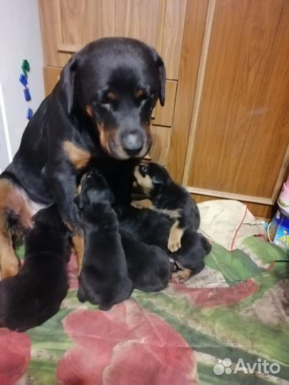 Собаки щенки ротвейлер