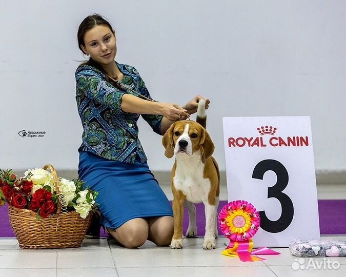 Вязка кобель Бигль