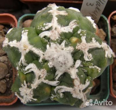 Семена Astrophytum myriostigma cv 'Onzuka' 15семян