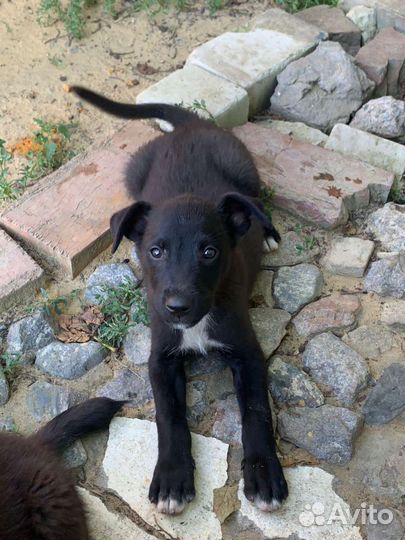 Щенки-мальчики в добрые руки