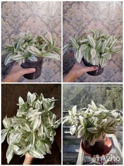 Традесканция белая, розовая Нанук, хлорофитум