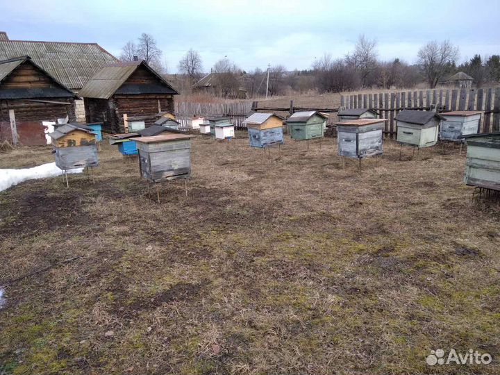 Продам пчелосемьи