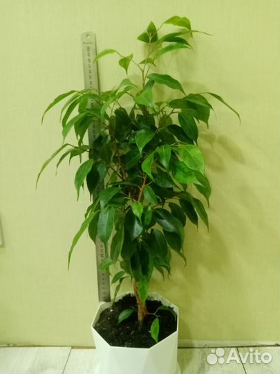 Фикус бенджамина пестролистный и эвкалипт