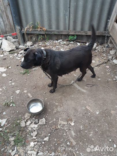 Отдам бесплатно щенков