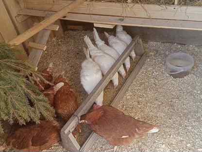 Несушки Хайсекс Уайт/5 мес./на яйце, Санкт-Петербург