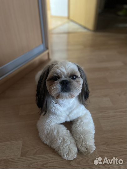 Шит цу вязка